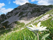 47 Leontopodium alpinum (Stella alpina) con vista in Corna Piana